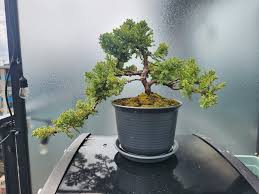 A small arborvitae, short round tree in the yard Photo - Alamy thumbnail 2