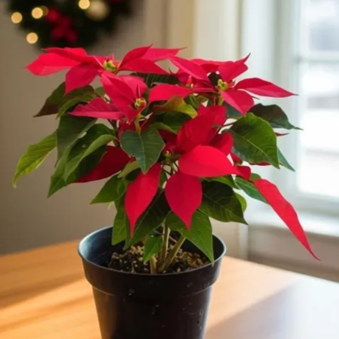 Poinsettia Red Plant – Live Indoor Ornamental Flowering Plant thumbnail 2