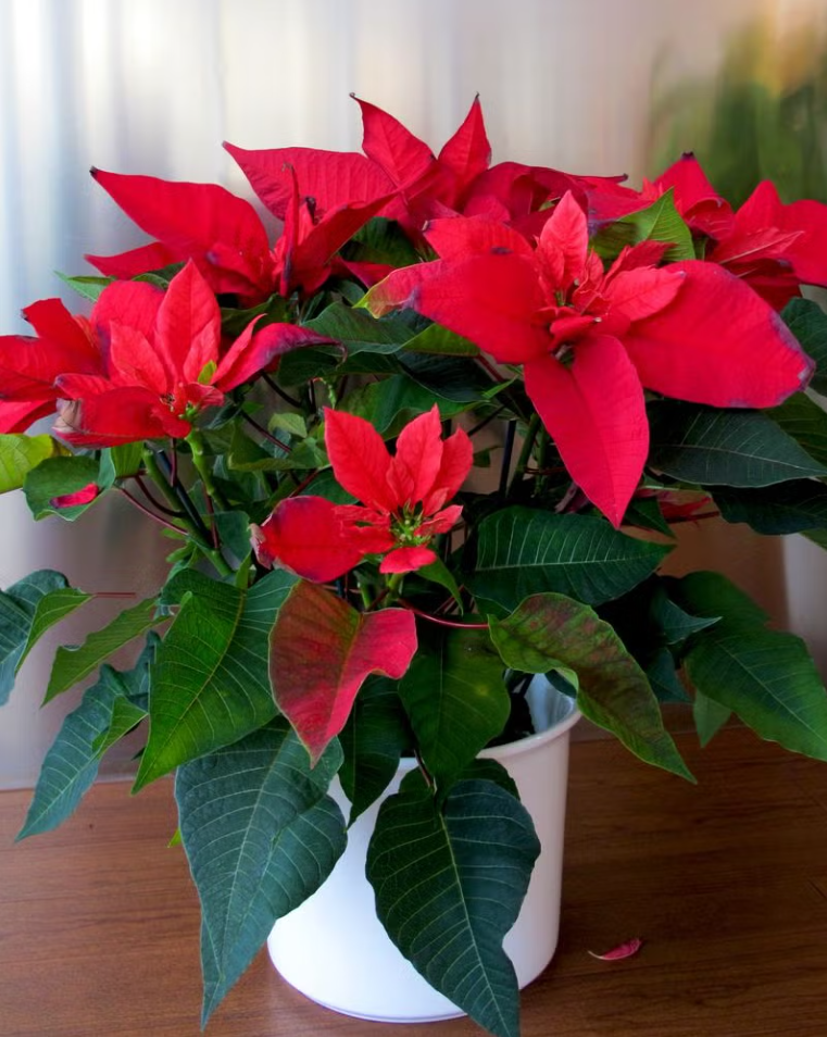 Poinsettia Red Plant – Live Indoor Ornamental Flowering Plant