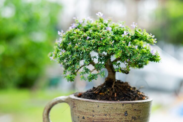 A small arborvitae, short round tree in the yard Photo - Alamy thumbnail 3