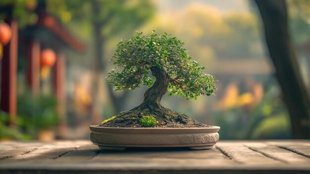 A small arborvitae, short round tree in the yard Photo - Alamy thumbnail 4